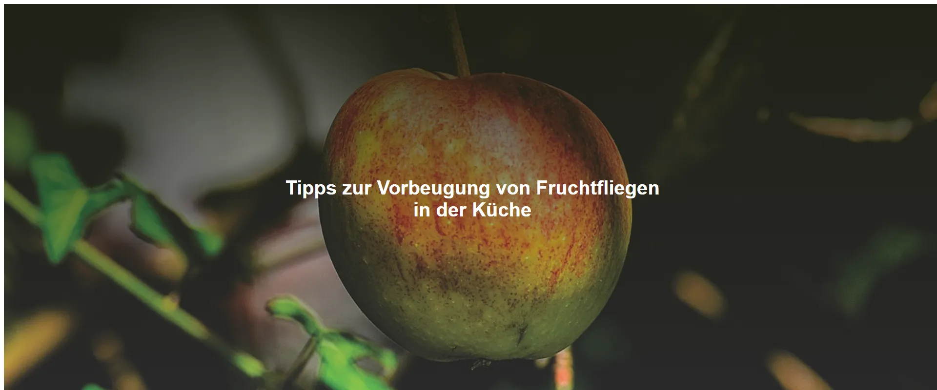 Tipps zur Vorbeugung von Fruchtfliegen in der Küche