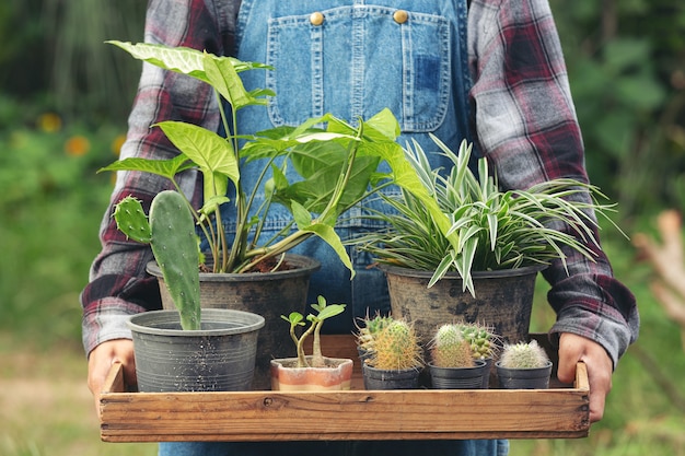 Grünpflanzen für den garten – Ideen, Auswahlkriterien und praktische Tipps für eine passende Gestaltung im Garten