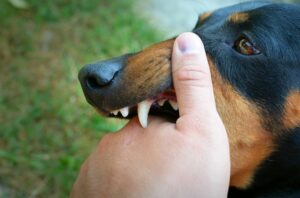 Hund Stinkt aus dem Maul nach Fisch – Handlungsbedarf Passend Auswählen