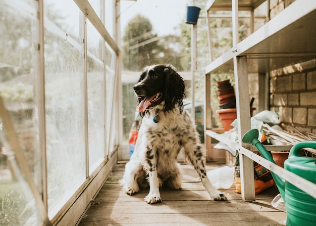 Hundehütte aus Paletten Selber Bauen – Projektplanung Sorgfältig Prüfen